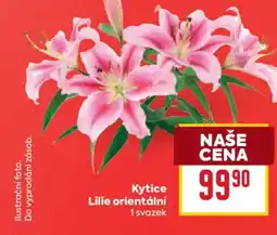 Billa Kytice Lilie orientální nabídka