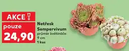 Kaufland Netřesk Sempervivum nabídka