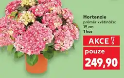 Kaufland Hortenzie nabídka