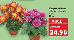 Kaufland Chryzantéma nabídka