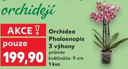 Kaufland Orchidea Phalaenopis 3 výhony nabídka
