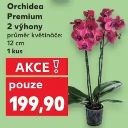Kaufland Orchidea Premium 2 výhony nabídka