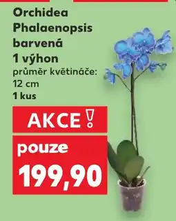 Kaufland Orchidea Phalaenopsis barvená 1 výhon nabídka