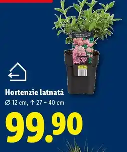Lidl Hortenzie latnatá nabídka