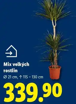 Lidl Mix velkých rostlin nabídka