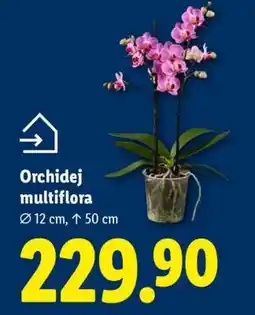 Lidl ORCHIDEJ MULTIFLORA nabídka