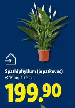 Lidl Spathiphyllum (lopatkovec) nabídka