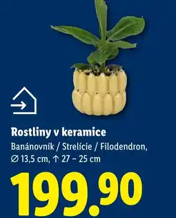 Lidl Rostliny v keramice nabídka