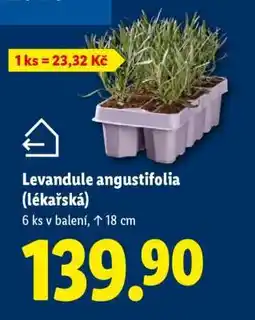 Lidl Levandule angustifolia (lékařská) nabídka