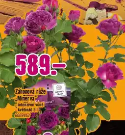 Hornbach Záhonová růže Miner va nabídka