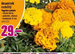 Hornbach Aksamitník rozložitý nabídka