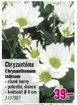 Hornbach Chryzantéma Chrysanthemum indicum nabídka
