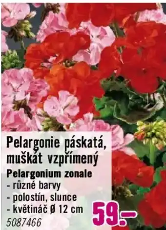 Pelargonie páskatá, muškát vzpřímený