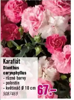Hornbach Karafiát Dianthus caryophyllus nabídka