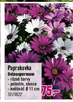 Hornbach Paprskovka Osteospermum nabídka