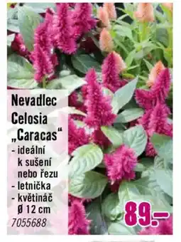 Hornbach Nevadlec Celosia „Caracas" nabídka