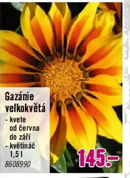 Hornbach Gazánie velkokvětá nabídka