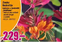 Hornbach Zimolez Heckrottův nabídka