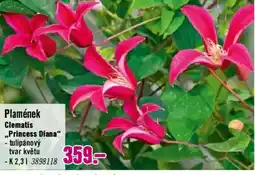 Hornbach Plamének Clematis ,,Princess Diana" nabídka