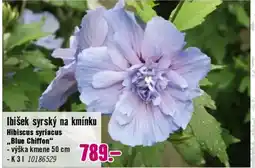 Hornbach Ibišek syrský na kmínku Hibiscus syriacus ,,Blue Chiffon" nabídka