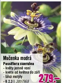 Hornbach Mučenka modrá Passiflora caerulea nabídka