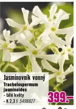 Hornbach Jasmínovník vonný Trachelospermum jasminoides nabídka