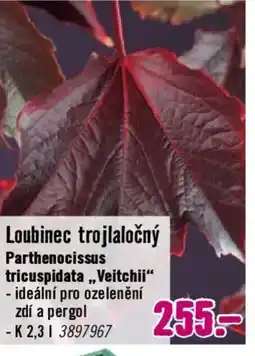 Hornbach Loubinec trojlaločný Parthenocissus tricuspidata,,Veitchii“ nabídka