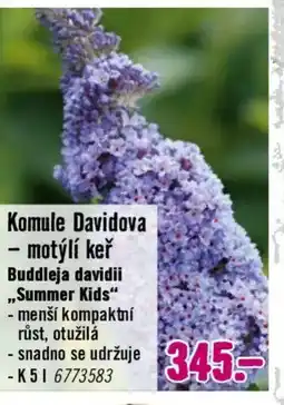 Hornbach Komule Davidova - motýlí keř Buddleja davidii ,,Summer Kids" nabídka