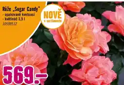 Hornbach Růže „Sugar Candy" nabídka