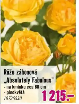 Hornbach Růže záhonová ,,Absolutely Fabulous" nabídka