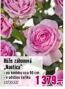 Hornbach Růže záhonová „Nautica“ nabídka