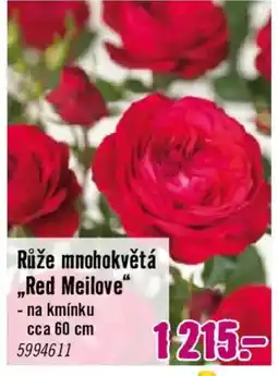 Hornbach Růže mnohokvětá „Red Meilove" nabídka