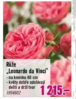 Hornbach Růže „Leonardo da Vinci“ nabídka
