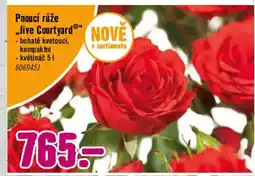 Hornbach Pnoucí růže Jive Courtyard nabídka