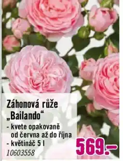 Hornbach Záhonová růže „Bailando" nabídka