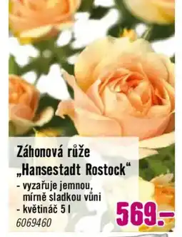 Hornbach Záhonová růže ,,Hansestadt Rostock" nabídka