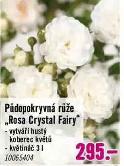 Hornbach Půdopokryvná růže ,,Rosa Crystal Fairy" nabídka