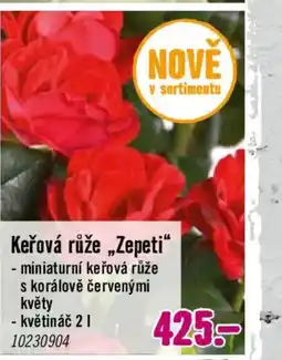 Hornbach Keřová růže „Zepeti" nabídka
