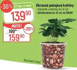 Globus Okrasné pokojové květiny nabídka