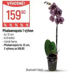 Globus Phalaenopsis 1 výhon nabídka