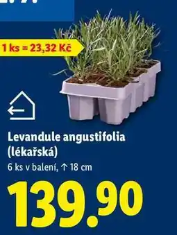 Lidl Levandule angustifolia (lékařská), 6 ks nabídka