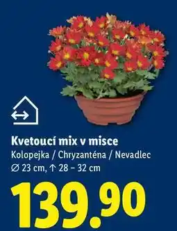 Lidl Kvetoucí mix v misce, Kolopejka/Chryzanténa / Nevadlec nabídka