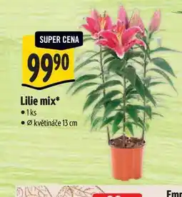 Albert Lilie mix, pr. květináče 13 cm nabídka