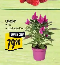 Albert Celosie, pr. květináče 12 cm nabídka