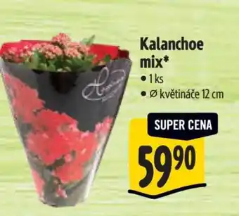 Albert Kalanchoe mix nabídka