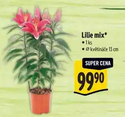 Albert Lilie mix nabídka