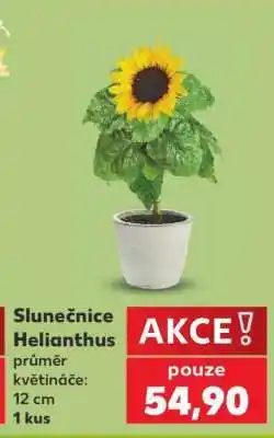Kaufland Slunečnice - Helianthus nabídka