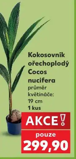 Kaufland Kokosovník ořechoplodý - Cocos nucifera nabídka