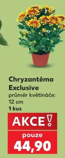 Kaufland Chryzantéma „Exclusive“ nabídka