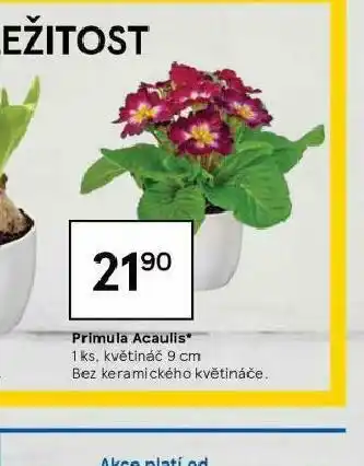 Tesco Primula acalis nabídka